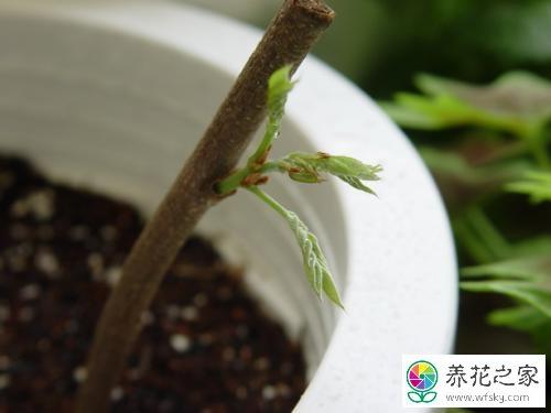 紫腾花的栽培方法