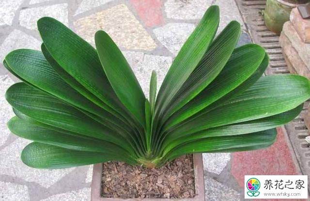 花卉君子兰养植方法
