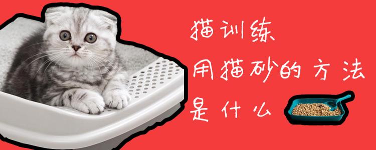 猫的训练技巧