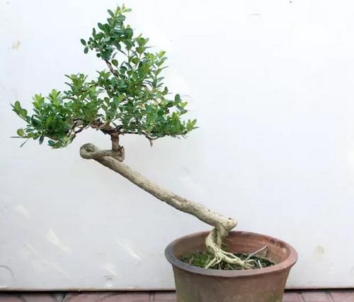 黄杨盆景制作与栽培