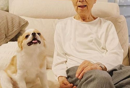 老年狗需要补充什么东西