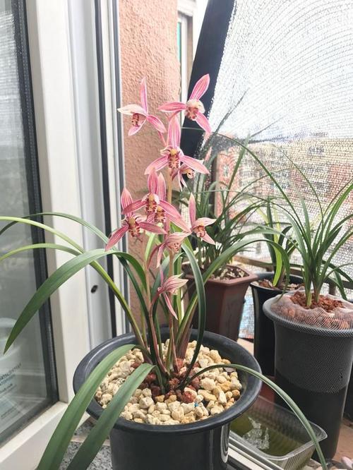 兰花的养殖栽培技术大全