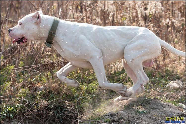 杜高怎么训练打猎