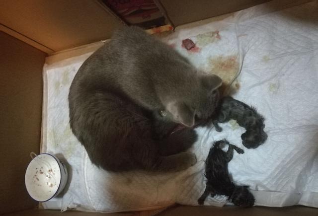 猫生产需要的东西
