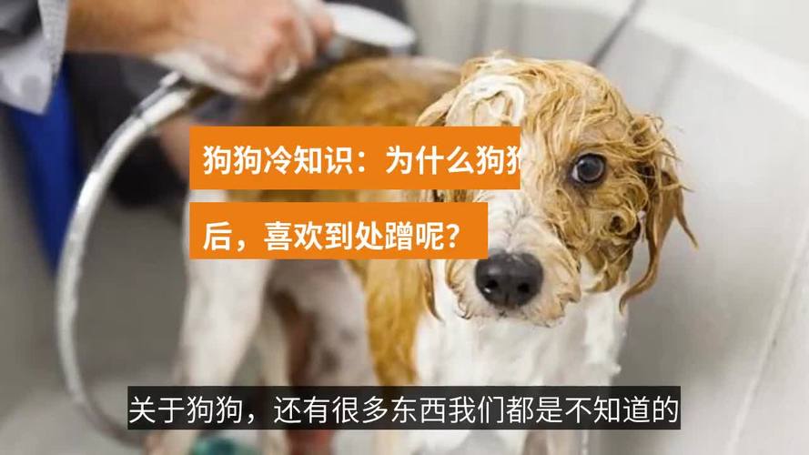 狗狗在外面喜欢蹭脏东西怎么办