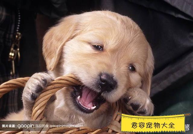 刚抓的狗狗不吃东西怎么办