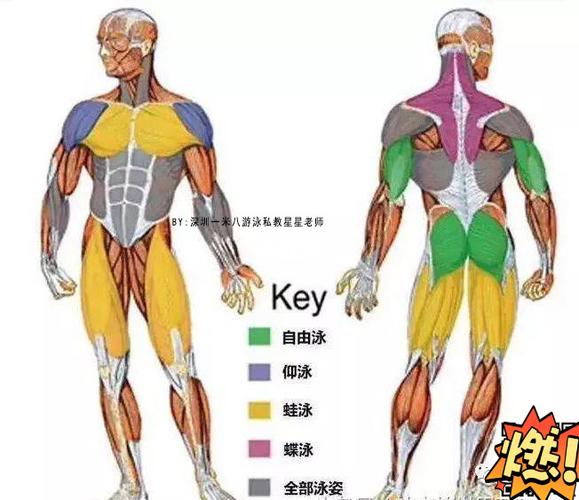 运动防止长肌肉