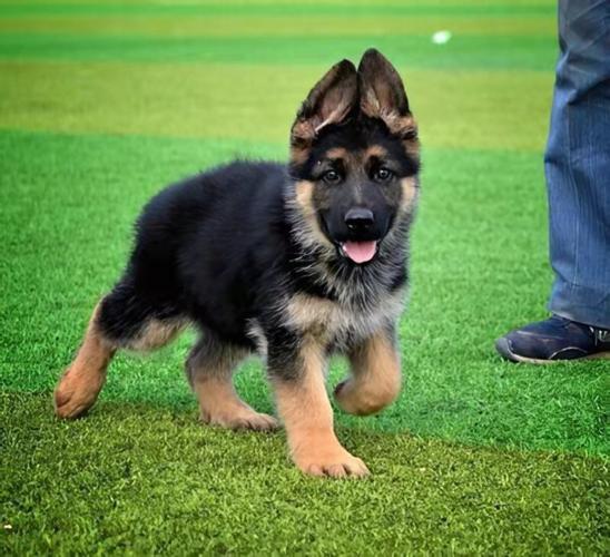 狼狗幼犬怎么训练