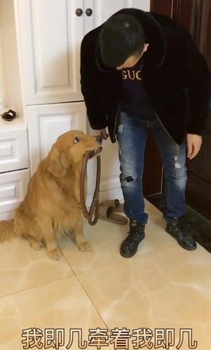 怎样训练狗狗抓门