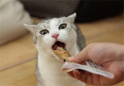 猫吃东西老是漏