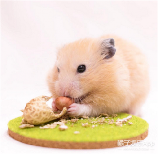仓鼠不爱吃东西了