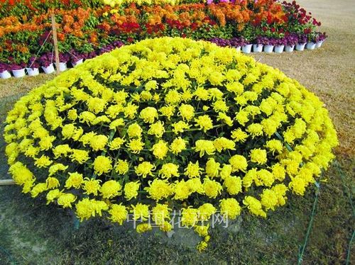 花卉网菊花栽培技术