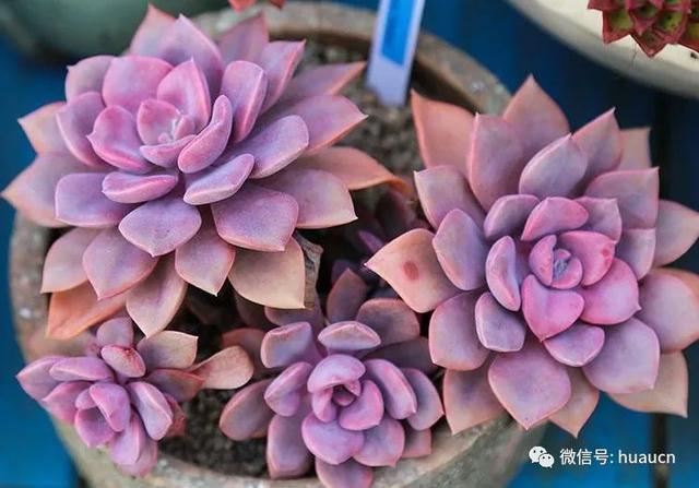 多肉花的栽培
