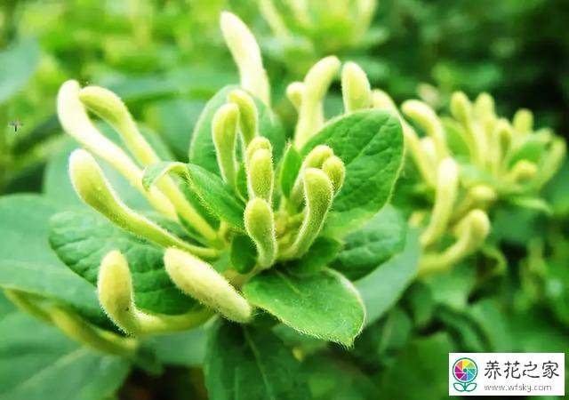 金银花养殖方法