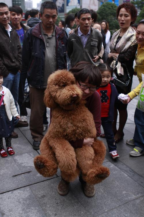 大型泰迪幼犬训练