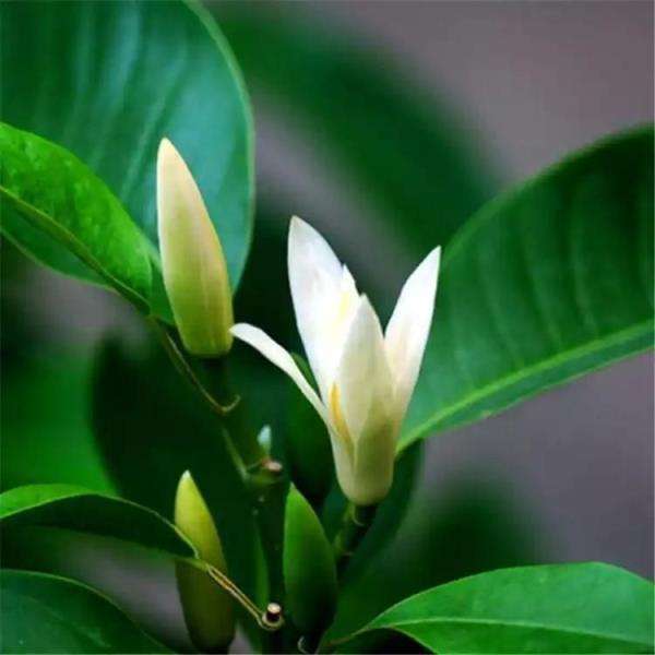 白兰花的种植方法