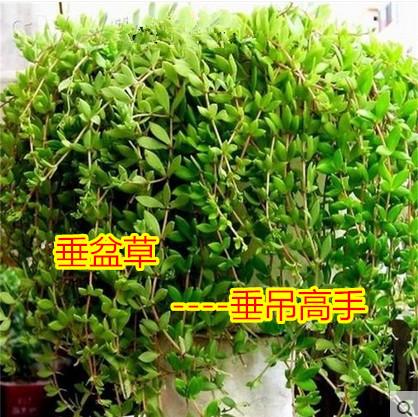 垂吊植物栽培