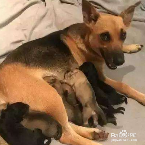 狗生了注意些什么东西