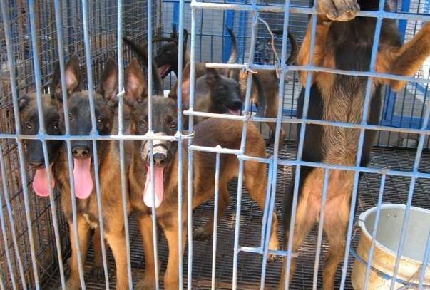 马犬训练靠视频