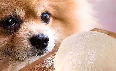 狗狗生产中吃点什么东西怎么回事