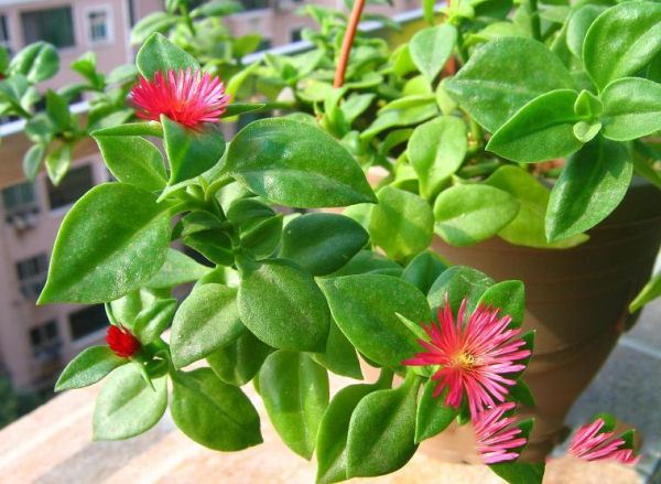 牡丹吊兰种植方法