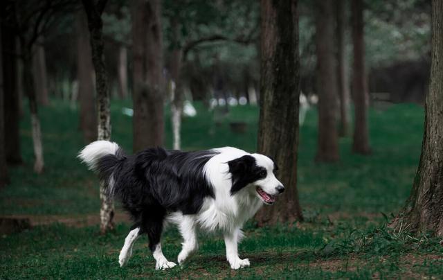 边牧犬的饲养与训练