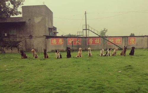 成都训练宠物基地