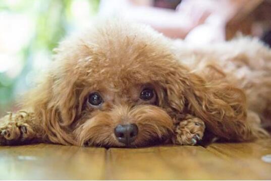 泰迪犬训练后退