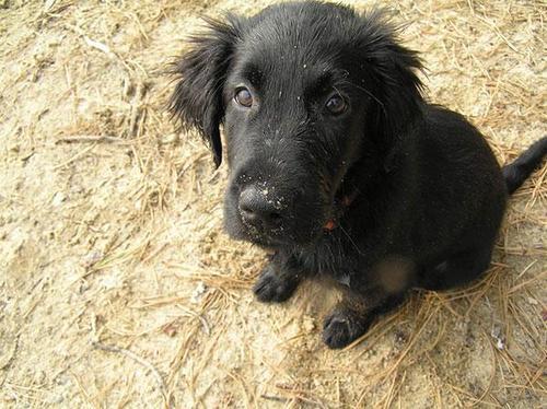 平毛寻回犬训练