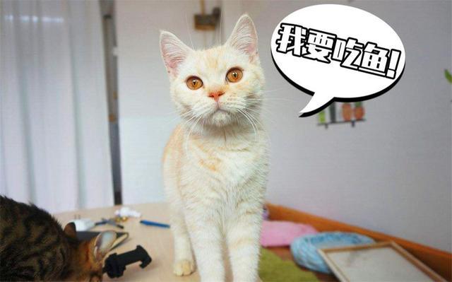 猫吃东西卡嗓子怎么办
