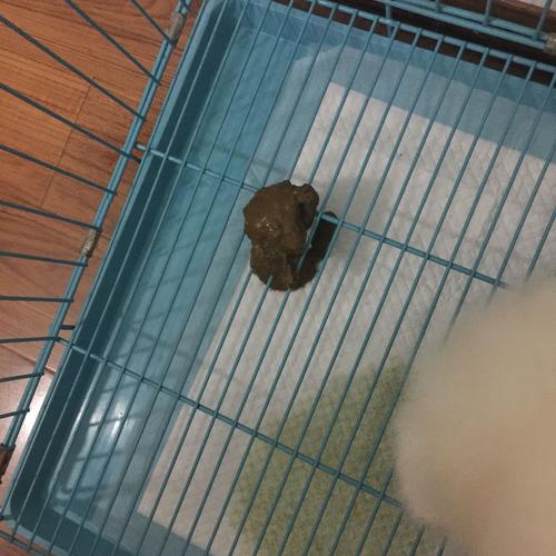 小狗吃了变质的东西又拉又吐