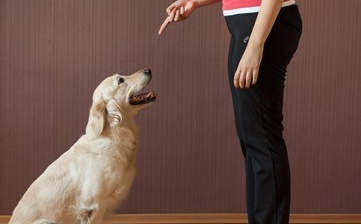 怎么训练狗数数