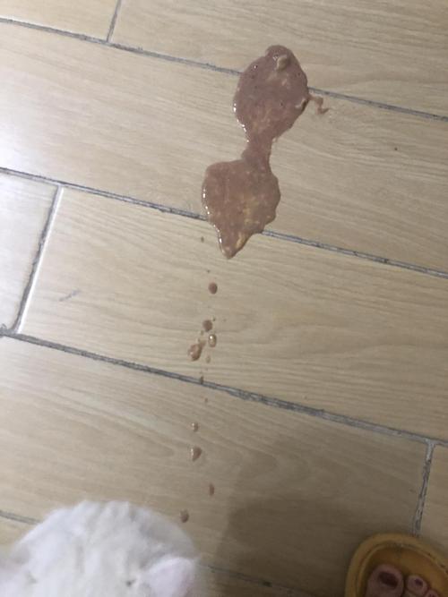 猫发烧呕吐不吃东西拉肚子