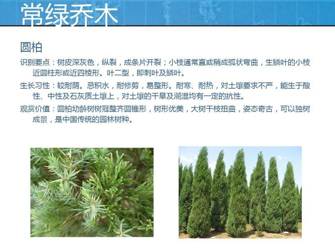 乔木植物栽培技术