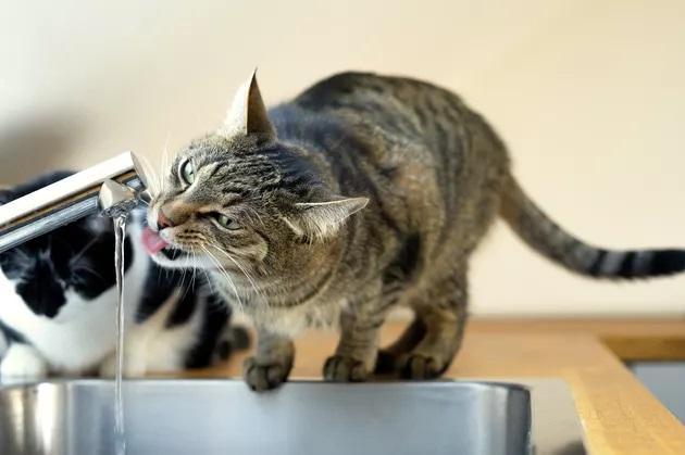 猫不吃东西 一直喝水怎么办