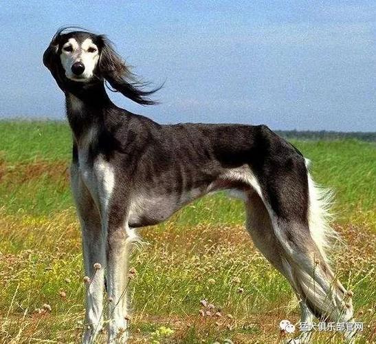 蒙古细犬成犬训练