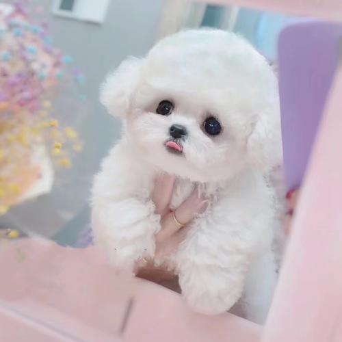 比熊胆子小怎么训练