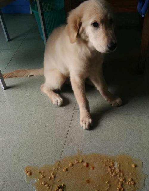 怎样把吃的东西吐出来