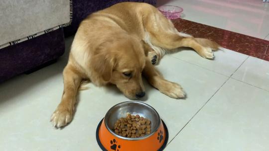幼犬换了地方不吃东西怎么办