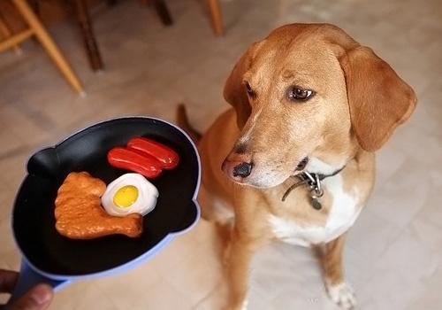 如何训练狗狗不挑食