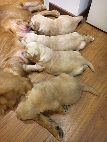 狗狗顺产需要准备什么东西