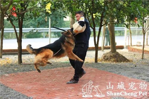 牧羊犬如何训练定点尿尿