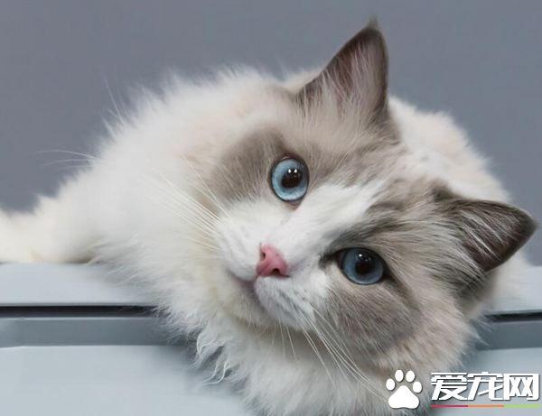 去买猫需要注意什么东西