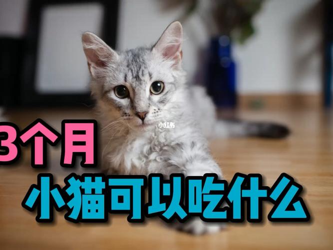 六个月的猫需要吃什么东西怎么办