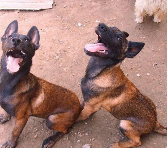 马犬训练经验