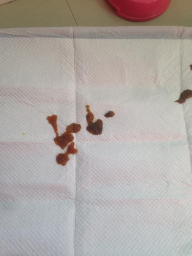 一岁多的泰迪怎么训练便便