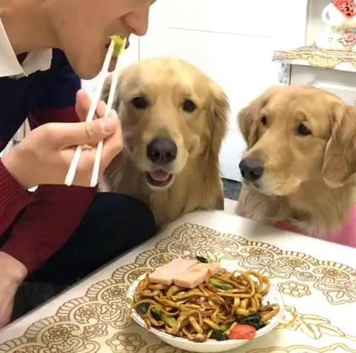 金毛吃不了东西 流口水 精神很好