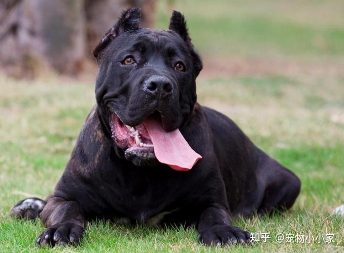 卡斯罗犬要怎么训练
