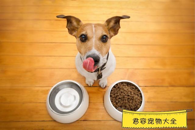 哪些东西狗吃了会中毒