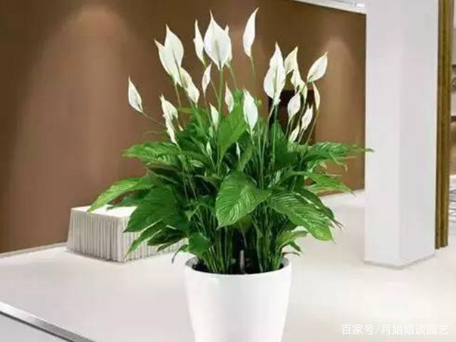 白掌水养注意事项